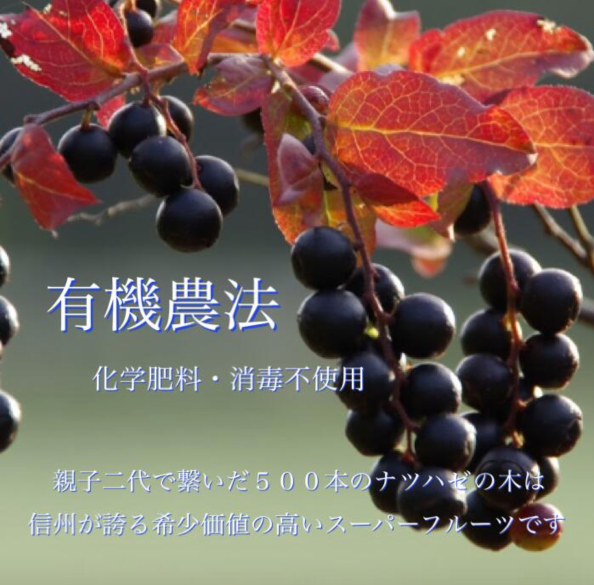 【長野県】 佐藤夏はぜ農園 ナツハゼ果汁飲料